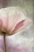 Pastel Pink Poppy Photograph by Priska Wettstein Pastel Pink Poppy Photograph by Priska Wettstein