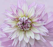 Pastel Purple Dahlia Photograph by Kim Hojnacki Pastel Purple Dahlia Photograph by Kim Hojnacki