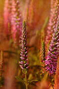 Patch of Wild Lupine Photograph by Bonnie Bruno