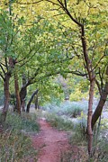Pathway to Heaven Photograph by Mary Lou Chmura