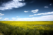 Pawnee Grasslands Photograph by Shane Bechler