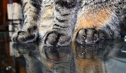 Paws Photograph by Dart Humeston