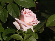 Pink Perfection #1 Photograph by Brenda Kean