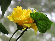 Peachy Yellow Surprise Photograph by Ashley Goforth