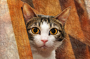 Peek A Boo I See You Photograph by Andee Design