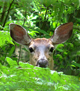 Peek-A-Boo Photograph by Rory Siegel Peek-A-Boo Photograph by Rory Siegel