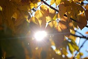 Peekaboo Photograph by Deena Withycombe