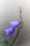 Blue Bells Peeking Through the Mist Photograph by Debra Martz Blue Bells Peeking Through the Mist Photograph by Debra Martz
