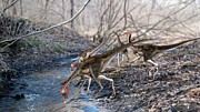 Pelecanimimus Dinosaurs Photograph by Science Photo Library