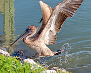 Pelican Jump Photograph by Mike Covington