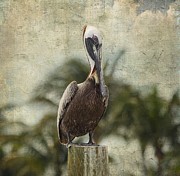 Pelican - Sitting Around Photograph by Kim Hojnacki Pelican - Sitting Around Photograph by Kim Hojnacki