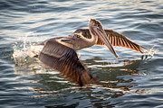 Pelican Takeoff at Sunset Photograph by Bob Kinnison