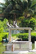 Pelicans' Fish Prep Station Photograph by R B Harper
