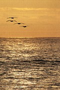 Pelicans Ocean And Sunsetting Photograph by Tom Janca