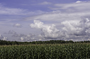 Pennsylvania Cornfield Photograph by Weir Here And There Pennsylvania Cornfield Photograph by Weir Here And There