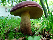 Pennsylvania Woodland Fungi 2 Photograph by Richard Reeve