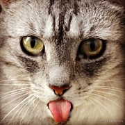 Penny Is An Indoor Cat.
the Photograph by Cameron Bentley