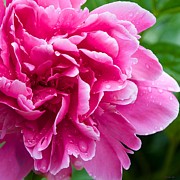Peony After the Rain Photograph by Kristin Hatt