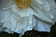 Peony Silk Photograph by Terry Rowe