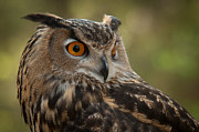 Perched Photograph by Joye Ardyn Durham