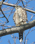 Perched Merlin Photograph by William Selander