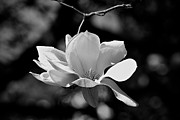 Perfect Bloom Magnolia In White Photograph by Frank J Casella