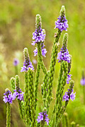 Perky Purples Photograph by Christi Kraft