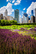 Picture of Chicago Skyline with Lurie Garden Flowers Photograph by Paul Velgos Picture of Chicago Skyline with Lurie Garden Flowers Photograph by Paul Velgos