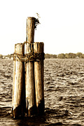 Pier Pilings Photograph by Jill Lang Pier Pilings Photograph by Jill Lang