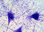 Pig Motor Nerve Photograph by Garry DeLong Pig Motor Nerve Photograph by Garry DeLong