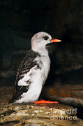 Pigeon Guillemot Juvenile Photograph by Anthony Mercieca