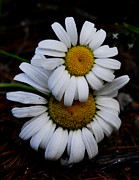 Piggyback Daisies Photograph by Thomas Shanahan