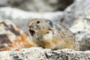 Pika Alert Photograph by Bill Singleton