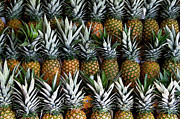 Pineapples  Photograph by Gia Marie Houck