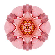 Pink and Orange Rose IV Flower Mandala White Photograph by David J Bookbinder