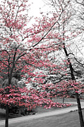 Pink and White Dogwood Trees Photograph by Sharon Popek