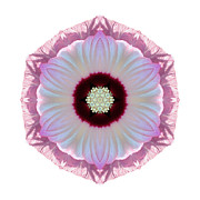 Pink and White Hibiscus Moscheutos VII Flower Mandala White Photograph by David J Bookbinder