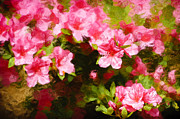 Pink Azealas Photograph by Penny Lisowski
