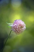 Pink Columbine Photograph by Andrea Lazar