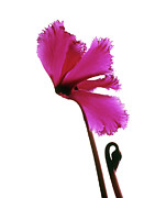 Pink Cyclamen Flower Photograph by Science Photo Library