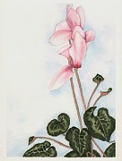 Pink Cyclamen Painting by Hilda Wagner