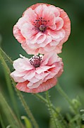 Pink Double Shirley Poppies Photograph by Science Photo Library