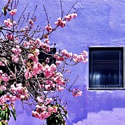 Pink Flowers Photograph by Julie Gebhardt