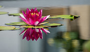 Pink Water Lily Photograph by Stacy Abbott