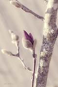 Pink Magnolia Bud  Photograph by Julie Palencia