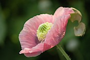 Pink Peony Poppy Photograph by Science Photo Library