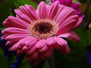 Pink Petal Explosion Photograph by Vivian Martin