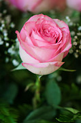Pink Rose Photograph by Gwen Gibson