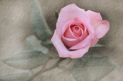 Pink Rose Photograph by Kim Mobley