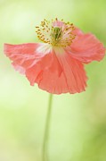 Pink Shirley Poppy Photograph by Science Photo Library